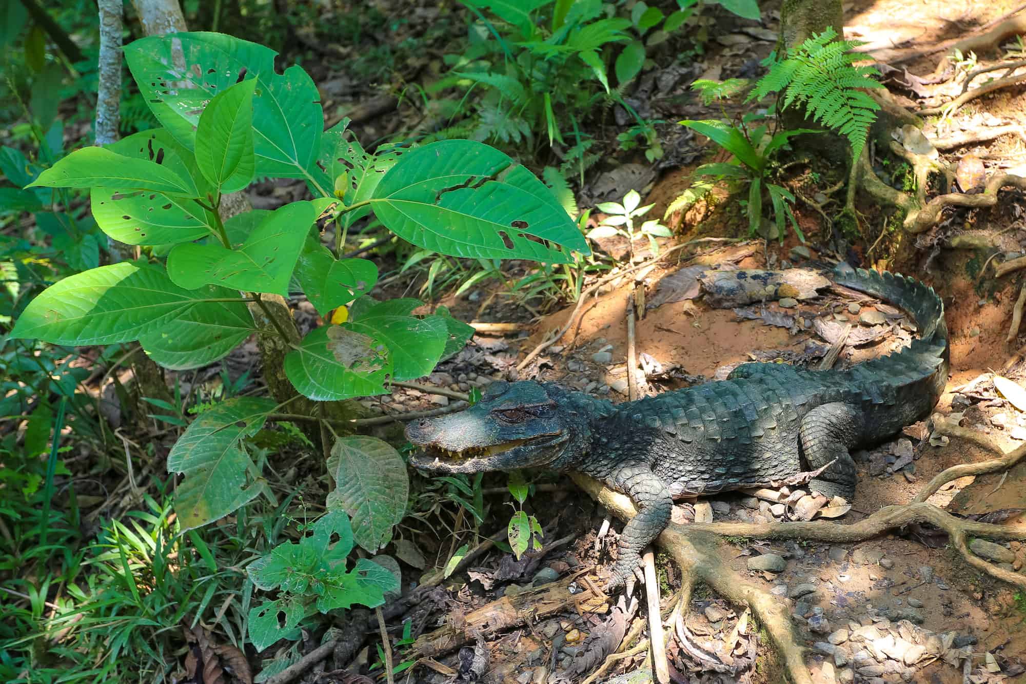Crocodile - Coca Ecuador - Yasuni National Park