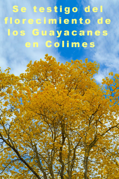 Que hacer en el florecimiento de los Guayacanes en Colimes Ecuador