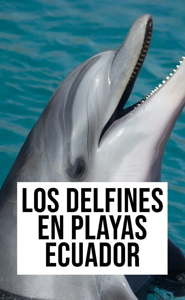 los delfines en playas ecuador