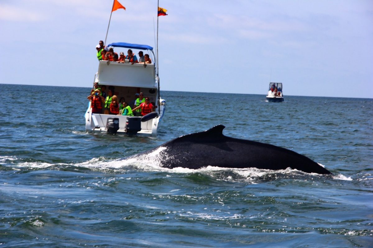 Puerto Lopez ballenas