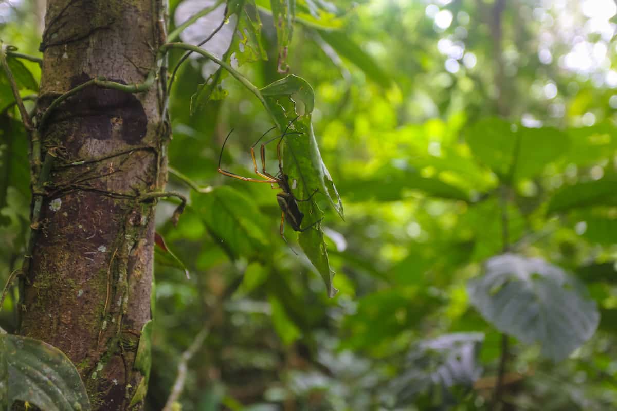 Spider - Mandaripanga Yasuni Jungle Expedition - Glamping in Yasuni National Park