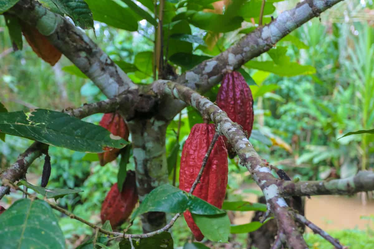 Cocoa Tree La Comunidad de Pashpanchu en la Selva Ecuatoriana de Yasuní