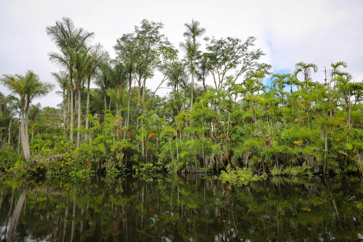 Arboles en la selva ecuatoriana yasuni 