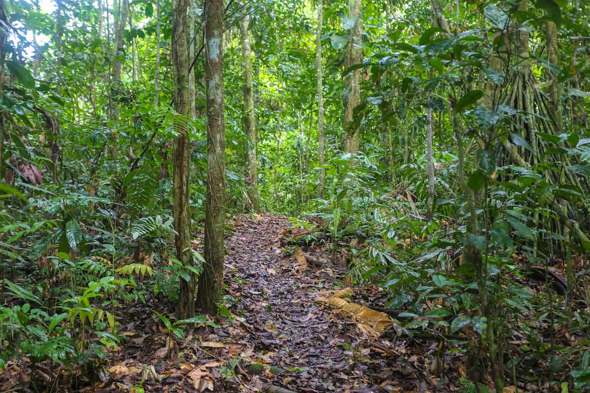 selva ecuatoriana