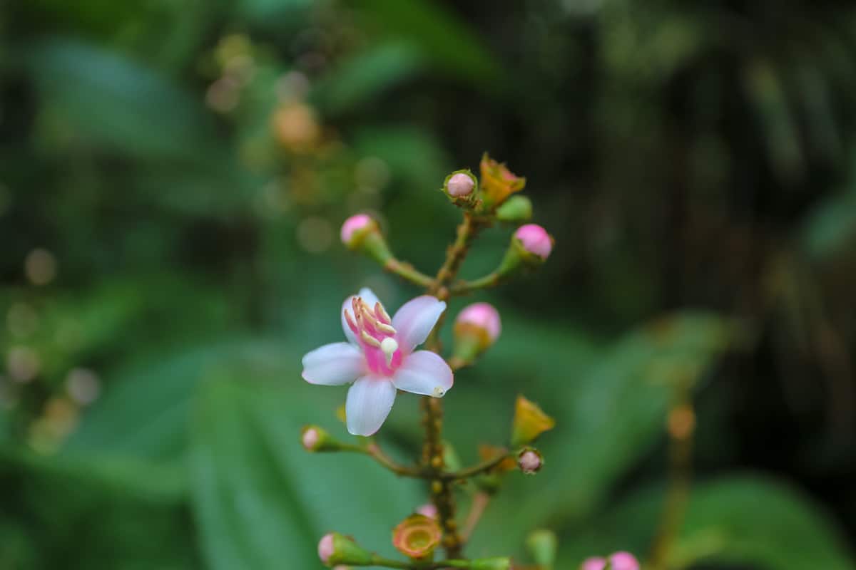 Flower - Mandaripanga Yasuni Jungle Expedition - Glamping in Yasuni National Park