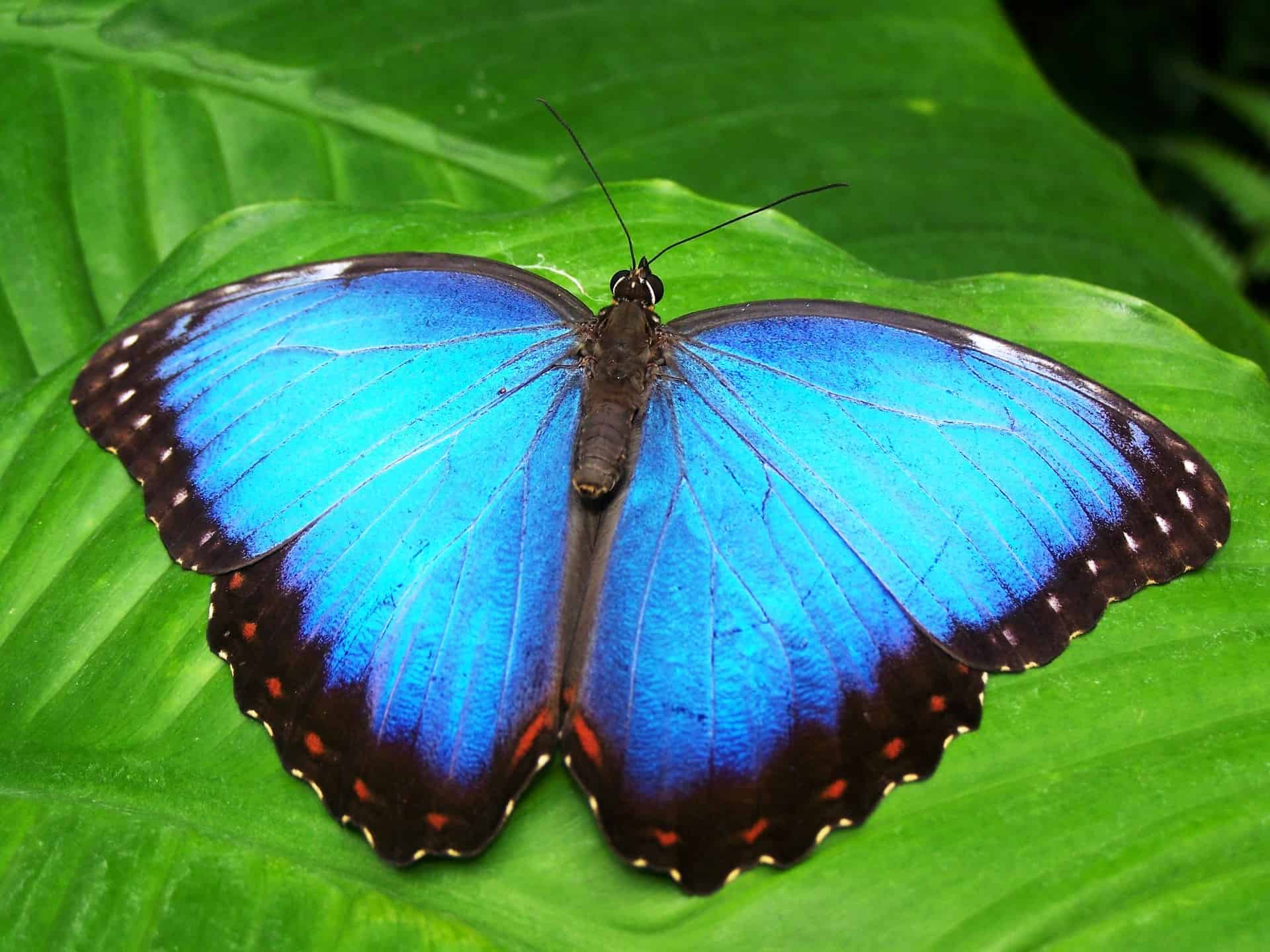 Mariposas de Mindo Ecuador
