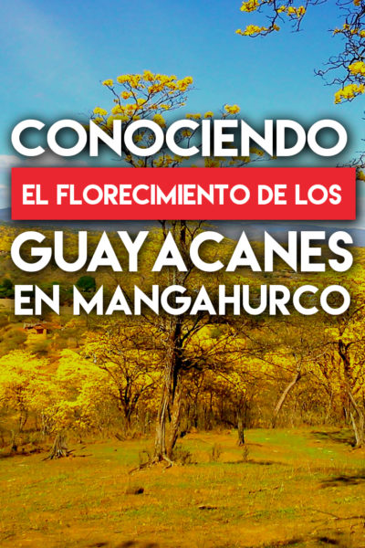 Conociendo el Florecimiento de Los Guayacanes en Mangahurco
