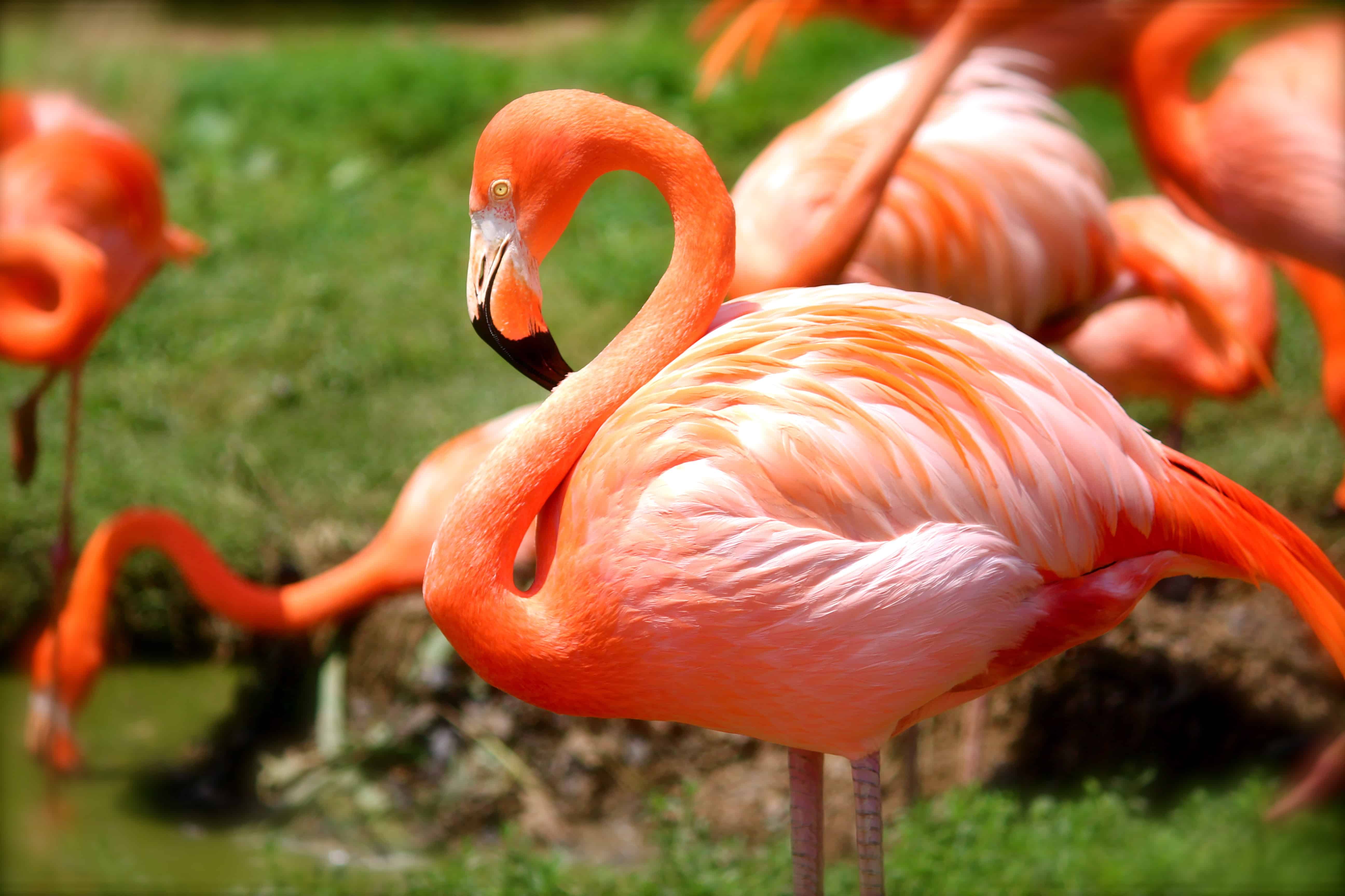 Flamingos en el Parque Nacional Galapagos
