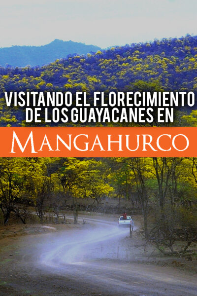 Visitando el florecimiento de los Guayacanes en Mangahurco Ecuador