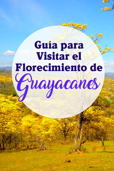 Guía para visitar el Florecimiento de los Guayacanes