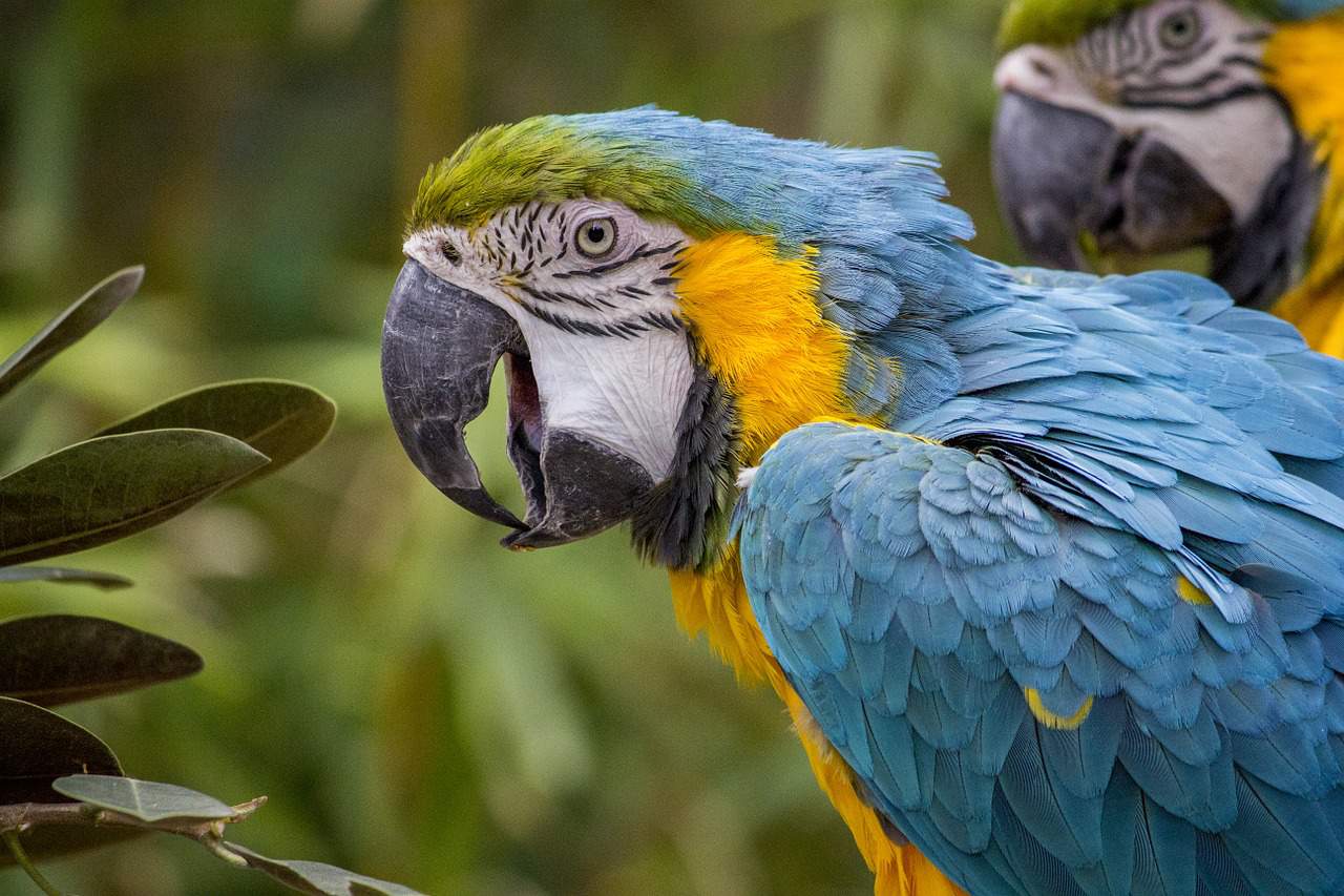 macaw yasuni