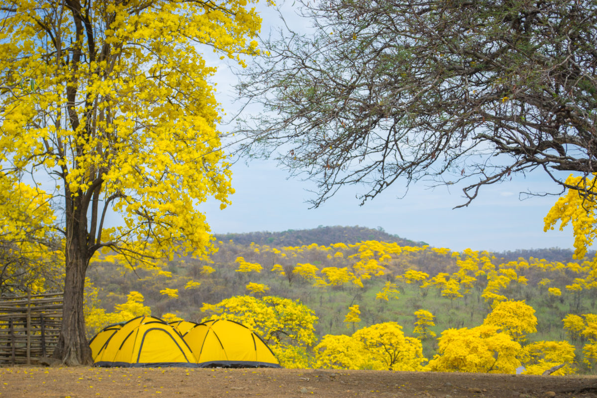Campo de Guayacanes Amarillos en Loja Ecuador