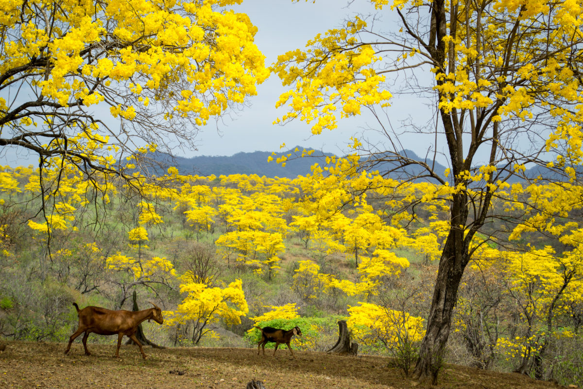 Campo de Guayacanes Amarillos en Loja Ecuador