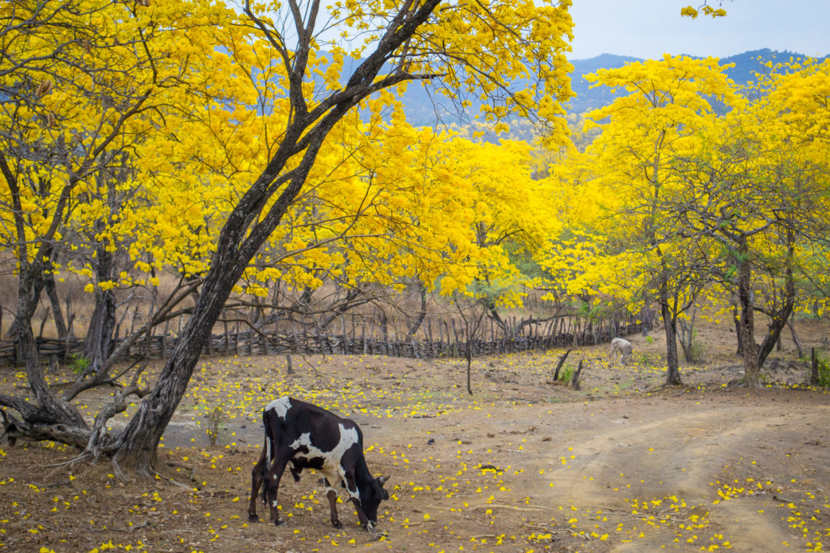 florecimiento de los guayacanes en Mangahurco ecuador