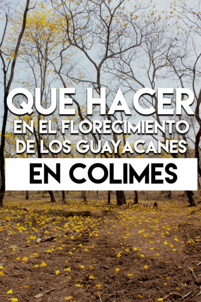 Que hacer en el florecimiento de los Guayacanes en Colimes Ecuador