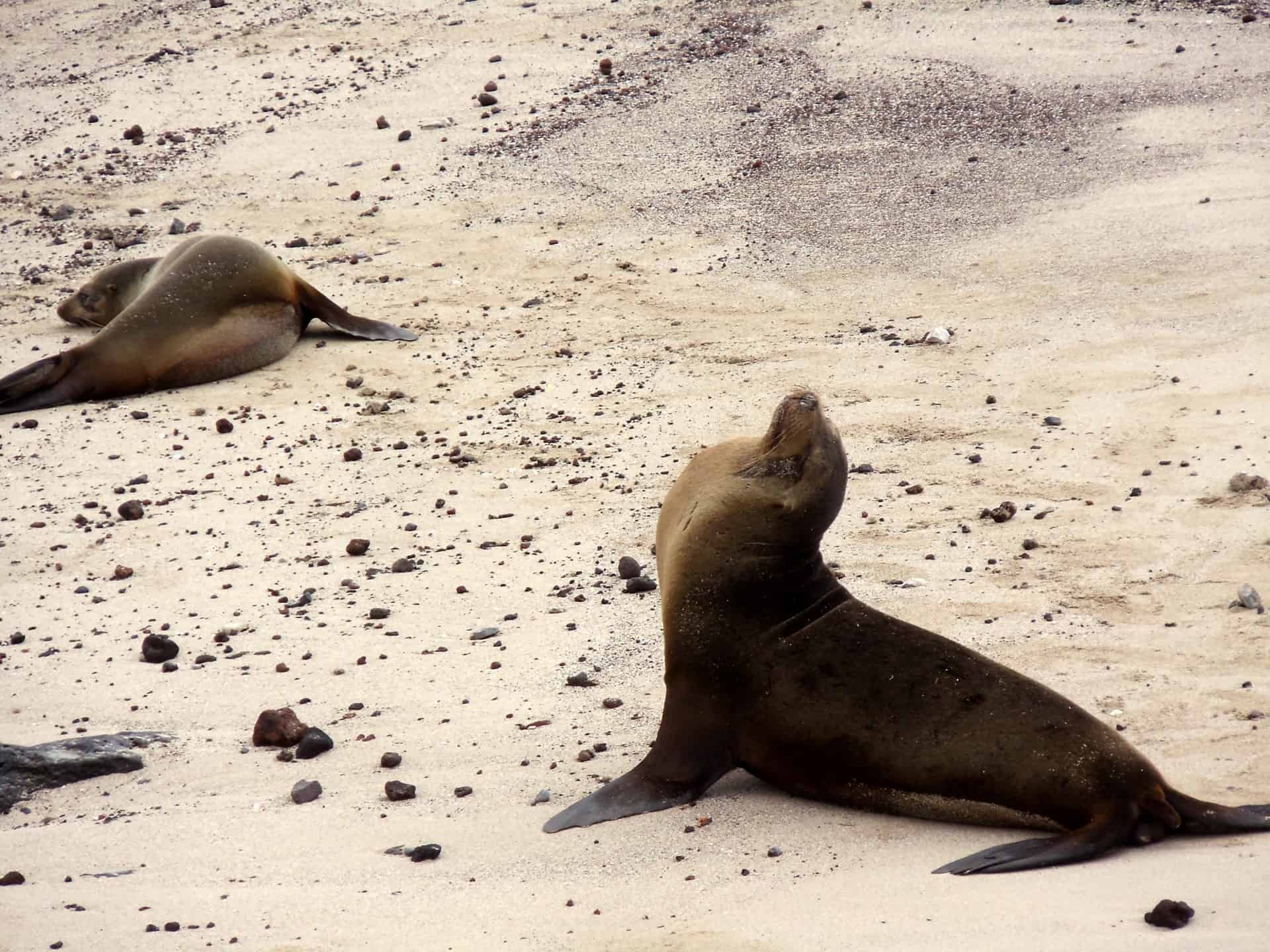 Focas en la playa Galapagos