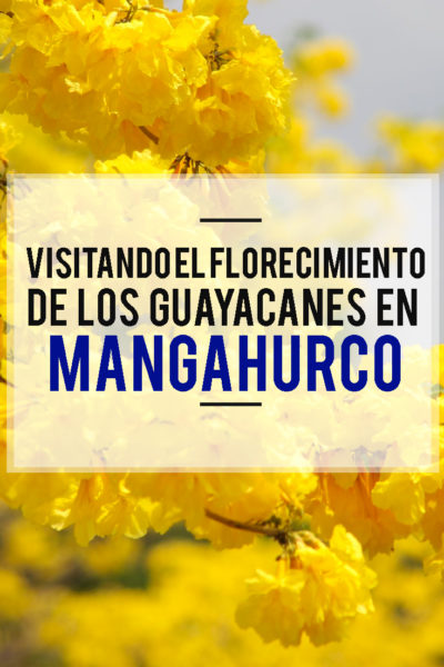 Visitando el Florecimiento de los Guayacanes en Mangahurco