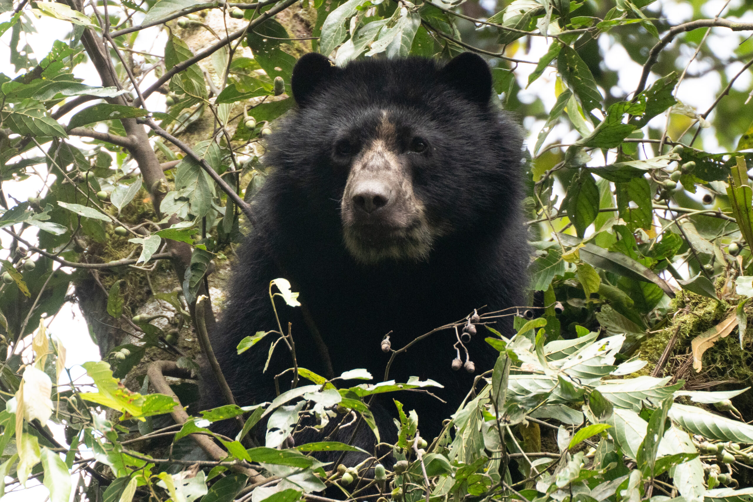 Avistamiento De Osos Andinos En La Reserva De Maquipucuna - Viajar En ...