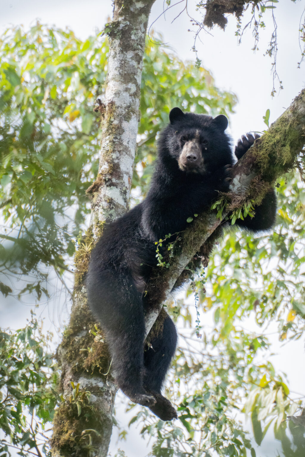 Avistamiento De Osos Andinos En La Reserva De Maquipucuna Viajar En Ecuador 6943